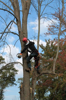 affordable tree removal